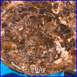 22.66LB Natural Petrified Wood Fossil Crystal Polished Slice- Madagascar 22.66LB Natural Petrified Wood Fossil Crystal Polished Slice- Madagascar
