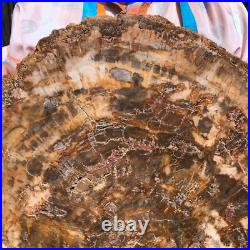 22.66LB Natural Petrified Wood Fossil Crystal Polished Slice- Madagascar 22.66LB Natural Petrified Wood Fossil Crystal Polished Slice- Madagascar