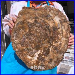 22.66LB Natural Petrified Wood Fossil Crystal Polished Slice- Madagascar 22.66LB Natural Petrified Wood Fossil Crystal Polished Slice- Madagascar