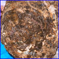 22.66LB Natural Petrified Wood Fossil Crystal Polished Slice- Madagascar 22.66LB Natural Petrified Wood Fossil Crystal Polished Slice- Madagascar