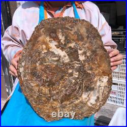 22.66LB Natural Petrified Wood Fossil Crystal Polished Slice- Madagascar 22.66LB Natural Petrified Wood Fossil Crystal Polished Slice- Madagascar