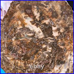 22.66LB Natural Petrified Wood Fossil Crystal Polished Slice- Madagascar 22.66LB Natural Petrified Wood Fossil Crystal Polished Slice- Madagascar
