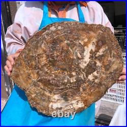 22.66LB Natural Petrified Wood Fossil Crystal Polished Slice- Madagascar 22.66LB Natural Petrified Wood Fossil Crystal Polished Slice- Madagascar