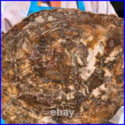 22.66LB Natural Petrified Wood Fossil Crystal Polished Slice- Madagascar 22.66LB Natural Petrified Wood Fossil Crystal Polished Slice- Madagascar