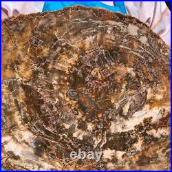 22.66LB Natural Petrified Wood Fossil Crystal Polished Slice- Madagascar 22.66LB Natural Petrified Wood Fossil Crystal Polished Slice- Madagascar