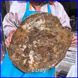 22.66LB Natural Petrified Wood Fossil Crystal Polished Slice- Madagascar 22.66LB Natural Petrified Wood Fossil Crystal Polished Slice- Madagascar
