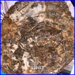 22.66LB Natural Petrified Wood Fossil Crystal Polished Slice- Madagascar 22.66LB Natural Petrified Wood Fossil Crystal Polished Slice- Madagascar