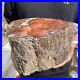 23_2lb_Rare_Natural_petrified_wood_rough_Wood_fossil_mineral_specimen_healing_01_fc