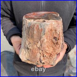 23.2lb Rare Natural petrified wood rough Wood fossil mineral specimen healing 23.2lb Rare Natural petrified wood rough Wood fossil mineral specimen healing