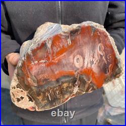 23.2lb Rare Natural petrified wood rough Wood fossil mineral specimen healing 23.2lb Rare Natural petrified wood rough Wood fossil mineral specimen healing