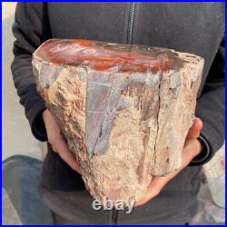23.2lb Rare Natural petrified wood rough Wood fossil mineral specimen healing 23.2lb Rare Natural petrified wood rough Wood fossil mineral specimen healing