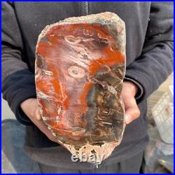 23.2lb Rare Natural petrified wood rough Wood fossil mineral specimen healing 23.2lb Rare Natural petrified wood rough Wood fossil mineral specimen healing
