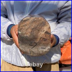 23.63LB Large Natural Petrified Wood Fossil Crystal Mineral Specimen Healing 23.63LB Large Natural Petrified Wood Fossil Crystal Mineral Specimen Healing