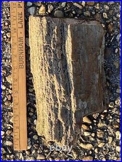 23-66 Million Year Old Paleogene MISSISSIPPI PETRIFIED WOOD! 10lb Specimen RARE