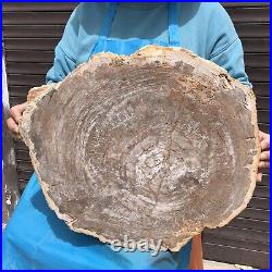 23.71LB Natural Petrified Wood Fossil Crystal Polished Slice- Madagascar