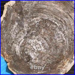 23.71LB Natural Petrified Wood Fossil Crystal Polished Slice Madagascar 2603