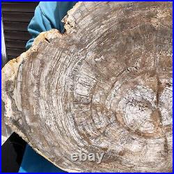 23.71LB Natural Petrified Wood Fossil Crystal Polished Slices Healing HH9