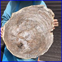 23.71LB Natural Petrified Wood Fossil Crystal Polished Slices Healing HH9