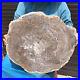 23_71LB_Natural_Petrified_Wood_Slice_Real_Authentic_Piece_History_Fossil_38_01_vpe