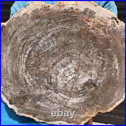 23.7LB Natural Petrified Wood Fossil Crystal Polished Slices Healing HH38