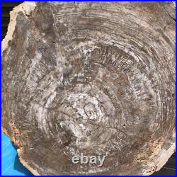 23.7LB Natural Petrified Wood Fossil Crystal Polished Slices Healing HH38
