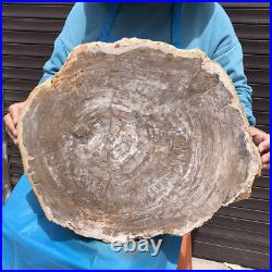 23.7LB Natural Petrified Wood Fossil Crystal Polished Slices Healing HH38