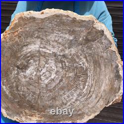 23.7LB Natural Petrified Wood Fossil Crystal Polished Slices Healing HH38