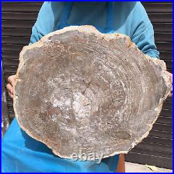 23.7LB Natural Petrified Wood Fossil Crystal Polished Slices Healing HH38