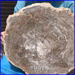 23.7LB Natural Petrified Wood Fossil Crystal Polished Slices Healing HH38