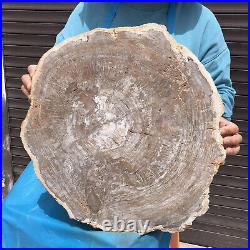 23.7LB Natural Petrified Wood Fossil Crystal Polished Slices Healing HH38