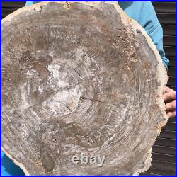 23.7LB Natural Petrified Wood Fossil Crystal Polished Slices Healing HH38