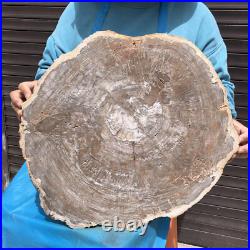 23.7LB Natural Petrified Wood Fossil Crystal Polished Slices Healing HH38