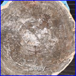 23.7LB Natural Petrified Wood Fossil Crystal Polished Slices Healing HH38