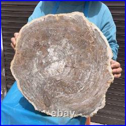 23.7LB Natural petrified wood fossil crystal polished slice Madagascar38