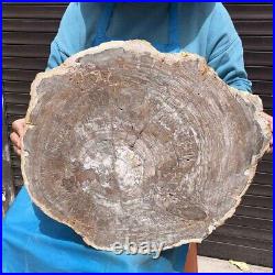 23.7LB Natural petrified wood fossil crystal polished slice Madagascar38