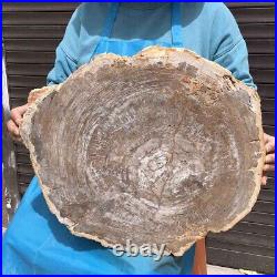 23.7LB Natural petrified wood fossil crystal polished slice Madagascar38