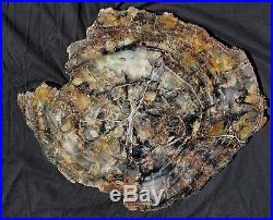 23 Gem Quality Fossil Petrified Wood Round Arizona Chinle Red Pink #a1