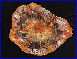 23 Gem Quality Fossil Petrified Wood Round Arizona Chinle Red Pink #d2