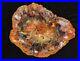 23_Gem_Quality_Fossil_Petrified_Wood_Round_Arizona_Chinle_Red_Pink_d2_01_urx