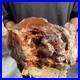 24LB_Rare_Natural_petrified_wood_rough_Wood_fossil_mineral_specimen_healing_01_exi