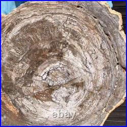 24.2LB Natural Petrified Wood Fossil Crystal Polished Slice Madagascar 2601
