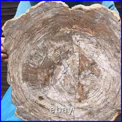 24.2LB Natural Petrified Wood Fossil Crystal Polished Slice Madagascar 2601