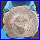 24_2LB_Natural_Petrified_Wood_Slice_Real_Authentic_Piece_History_Fossil_36_01_wptd