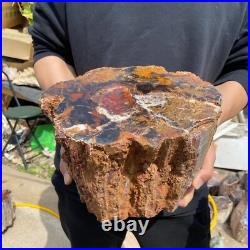 24.3lb Rare Natural petrified wood rough Wood fossil mineral specimen healing 24.3lb Rare Natural petrified wood rough Wood fossil mineral specimen healing