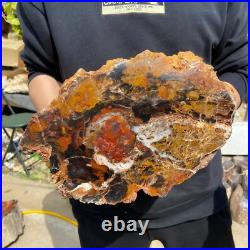 24.3lb Rare Natural petrified wood rough Wood fossil mineral specimen healing 24.3lb Rare Natural petrified wood rough Wood fossil mineral specimen healing