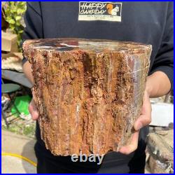24.3lb Rare Natural petrified wood rough Wood fossil mineral specimen healing 24.3lb Rare Natural petrified wood rough Wood fossil mineral specimen healing