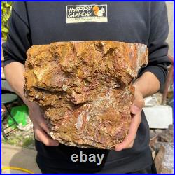 24.3lb Rare Natural petrified wood rough Wood fossil mineral specimen healing 24.3lb Rare Natural petrified wood rough Wood fossil mineral specimen healing