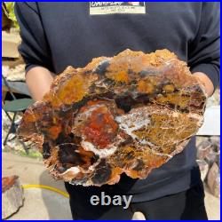 24.3lb Rare Natural petrified wood rough Wood fossil mineral specimen healing 24.3lb Rare Natural petrified wood rough Wood fossil mineral specimen healing