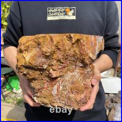 24.3lb Rare Natural petrified wood rough Wood fossil mineral specimen healing 24.3lb Rare Natural petrified wood rough Wood fossil mineral specimen healing