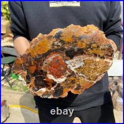 24.3lb Rare Natural petrified wood rough Wood fossil mineral specimen healing 24.3lb Rare Natural petrified wood rough Wood fossil mineral specimen healing